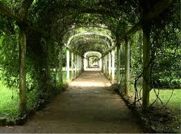Shady, fragrant and divine [Vine-covered passageway]. 