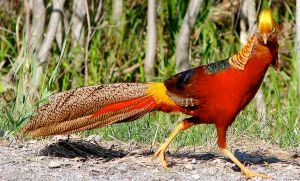 Chinese-Golden-Pheasant